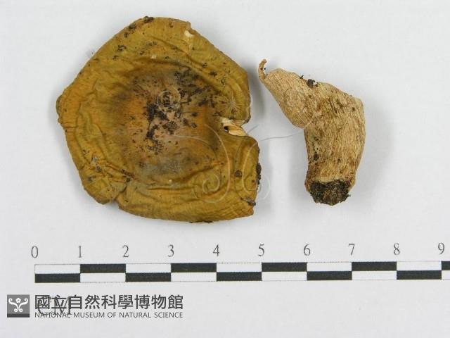登錄號:F0016427藏品圖，第1張
