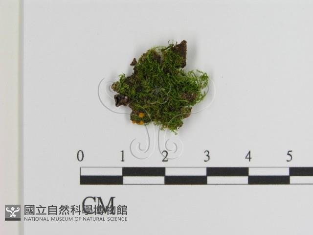 登錄號:F0021427藏品圖，第1張