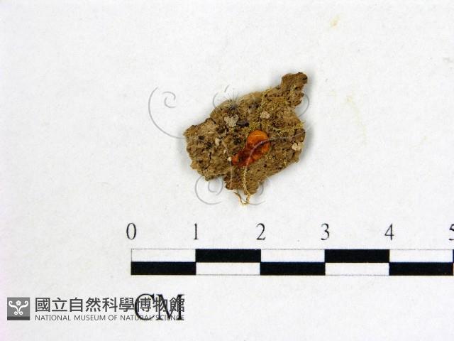 登錄號:F0001427藏品圖，第1張