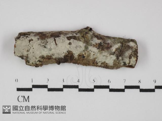 登錄號:F0031427藏品圖，第1張