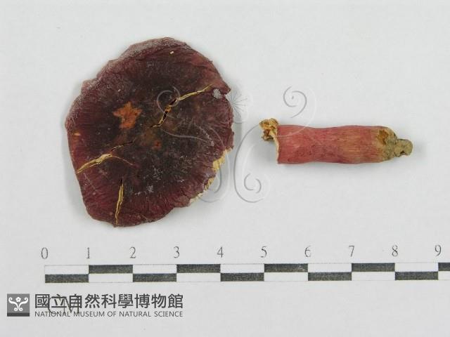 紅菇屬藏品圖，第1張