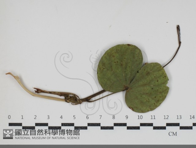 登錄號:F0034427藏品圖，第1張