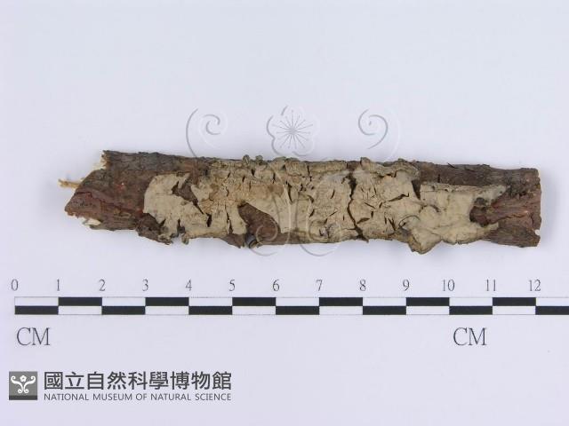 登錄號:F0002427藏品圖，第1張