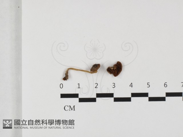 登錄號:F0032427藏品圖，第1張