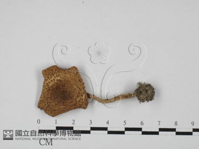 登錄號:F0027427藏品圖，第1張