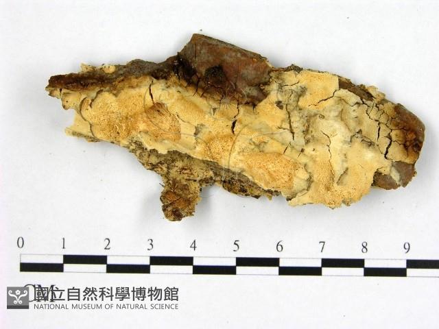 登錄號:F0017427藏品圖，第1張