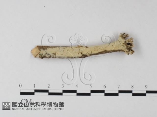 登錄號:F0025427藏品圖，第1張