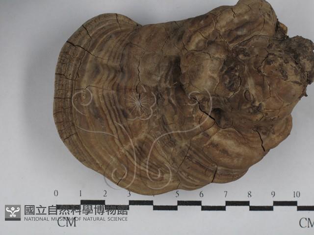 靈芝屬藏品圖，第1張