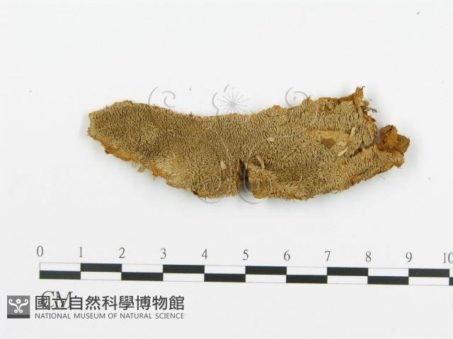 登錄號:F0009427藏品圖，第1張
