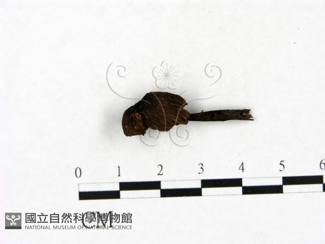 小菇屬藏品圖，第1張