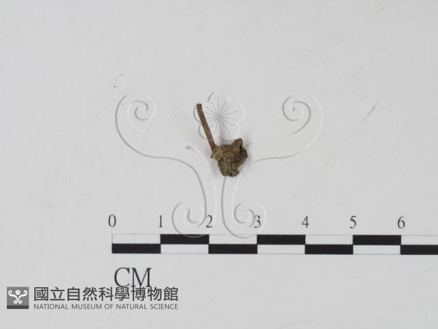 Accession Number:F0003427 Collection Image, Figure 1, Total 3 Figures