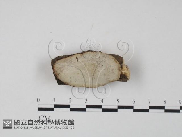 登錄號:F0013427藏品圖，第1張