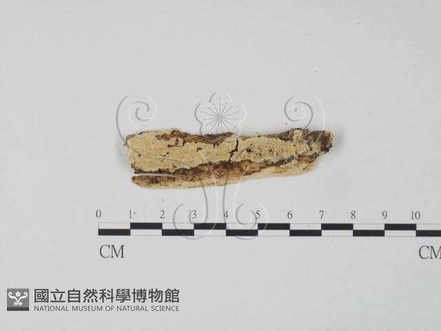 齒耳菌屬藏品圖，第1張