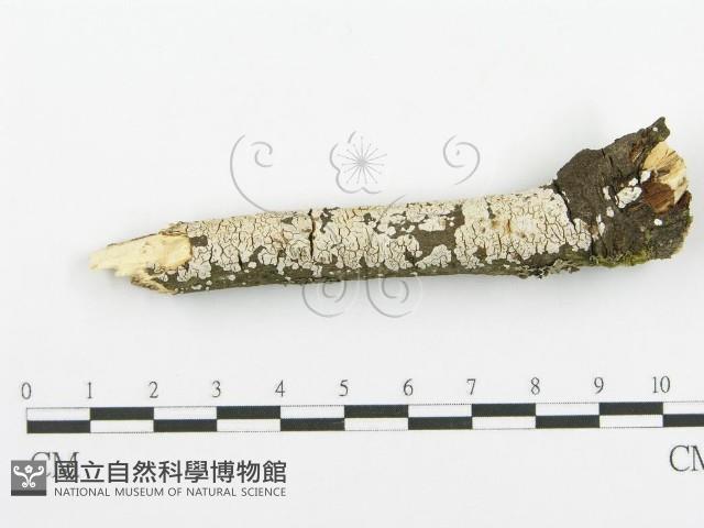 登錄號:F0018727藏品圖，第1張