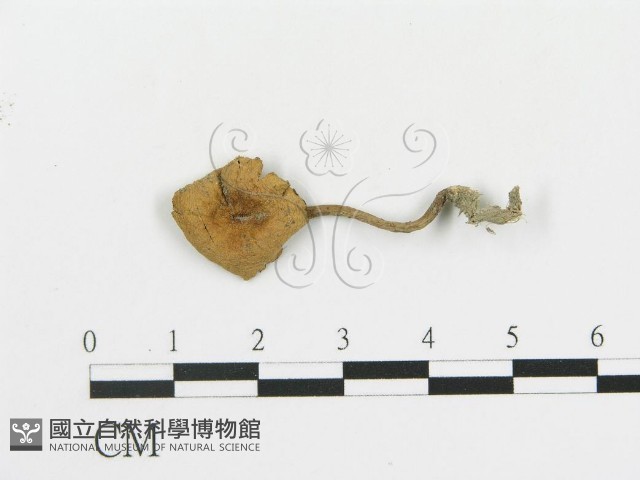 登錄號:F0010727藏品圖，第1張