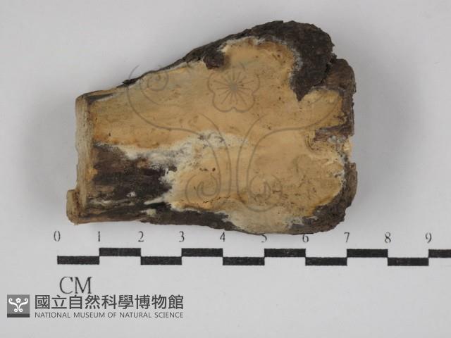 登錄號:F0030727藏品圖，第1張