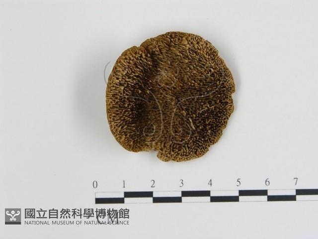 登錄號:F0006727藏品圖，第1張