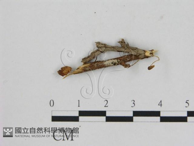 小菇屬藏品圖，第1張