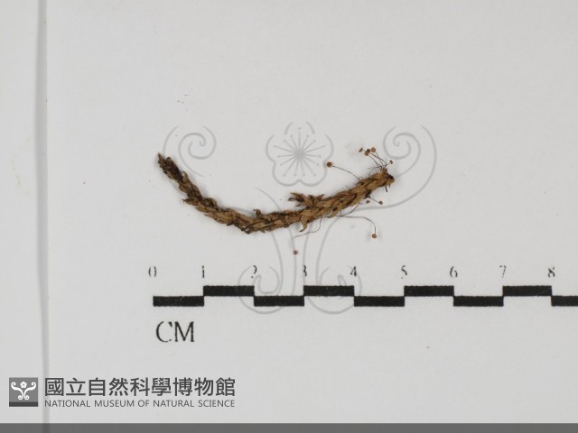 登錄號:F0031727藏品圖，第1張