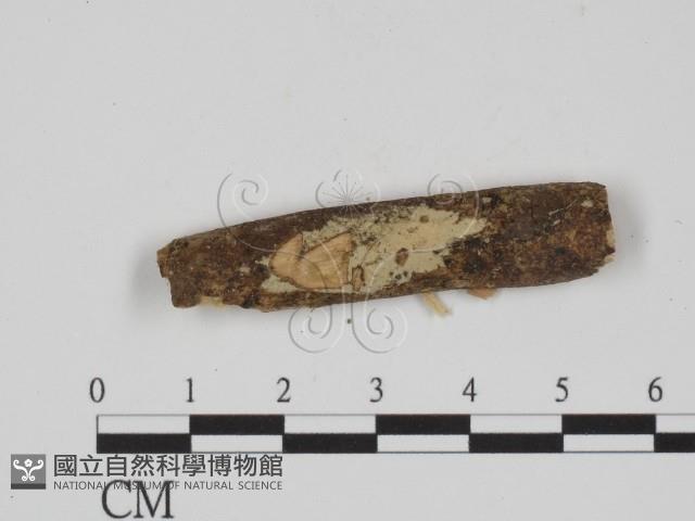 登錄號:F0024727藏品圖，第1張