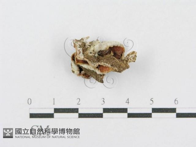 登錄號:F0014727藏品圖，第1張