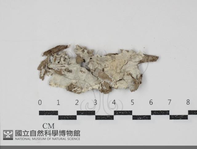 粗糙孢菌屬藏品圖，第1張