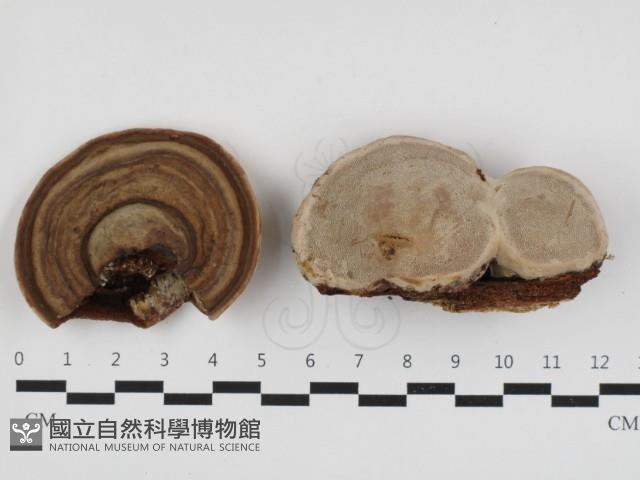 登錄號:F0032727藏品圖，第1張