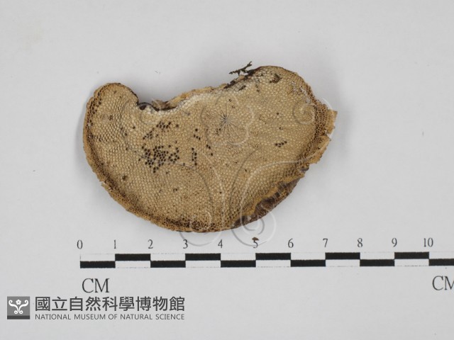 蜂窩菌屬藏品圖，第1張