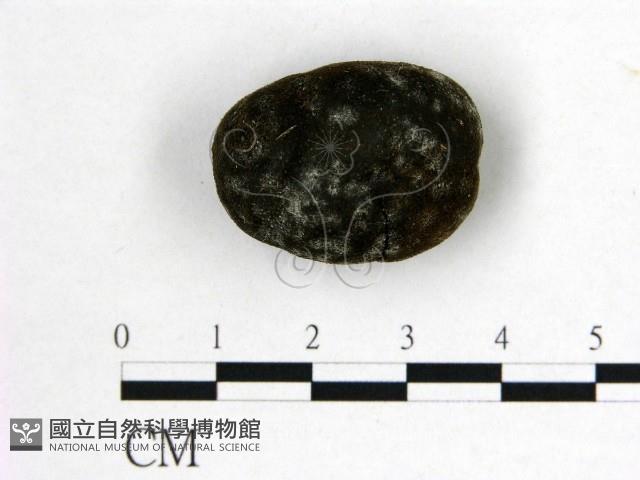 登錄號:F0007727藏品圖，第1張