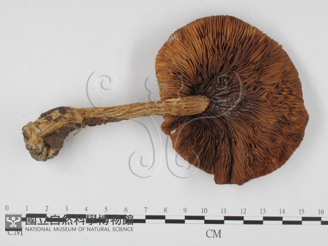 登錄號:F0025727藏品圖，第1張