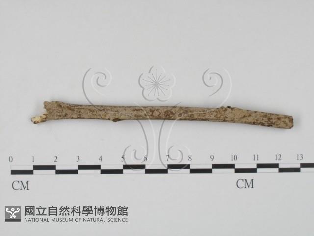 登錄號:F0005727藏品圖，第1張