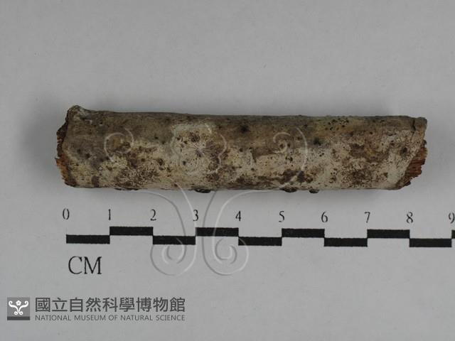 絲皮菌屬藏品圖，第1張
