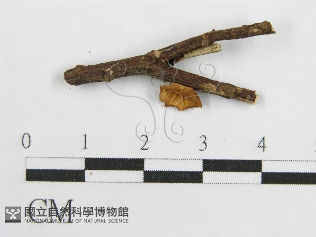 微皮傘屬藏品圖，第1張