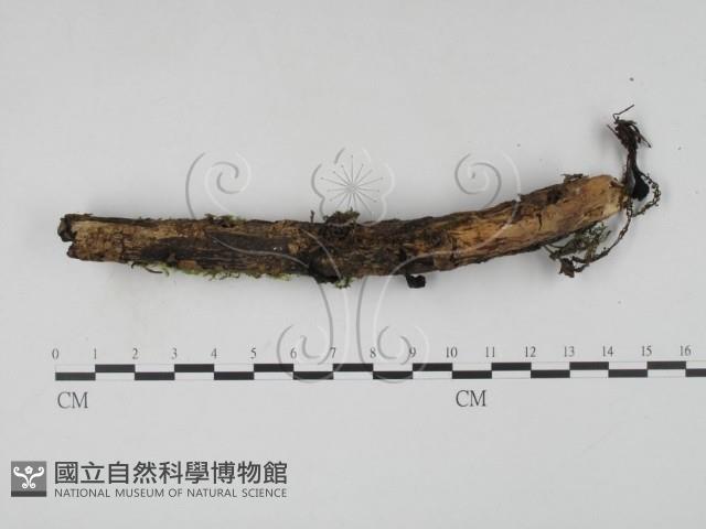 登錄號:F0019727藏品圖，第1張