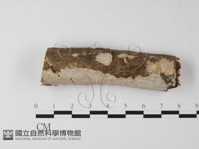 刺皮菌屬藏品圖，第1張