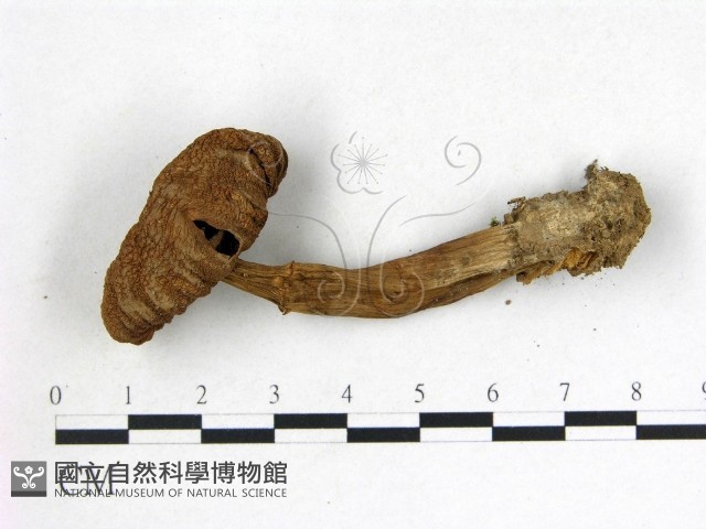 登錄號:F0003727藏品圖，第1張
