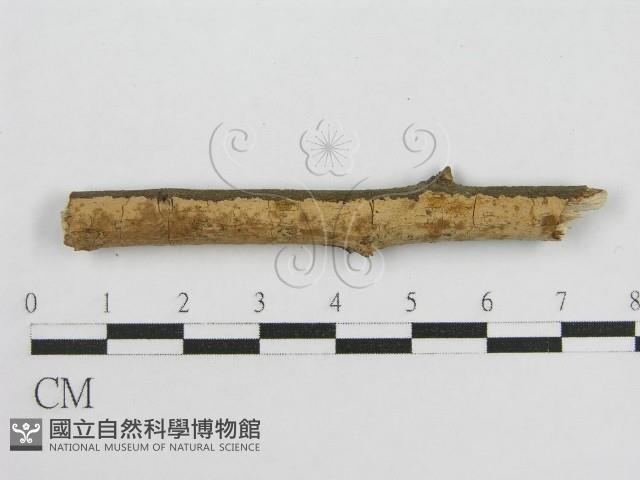 登錄號:F0013727藏品圖，第1張