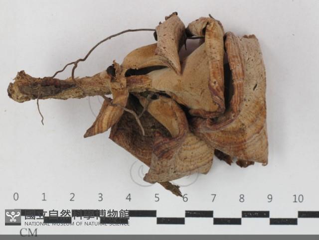 登錄號:F0033727藏品圖，第1張