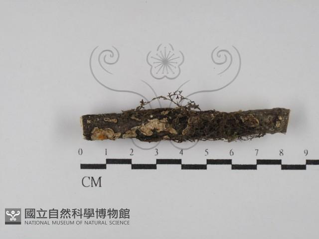 登錄號:F0028527藏品圖，第1張