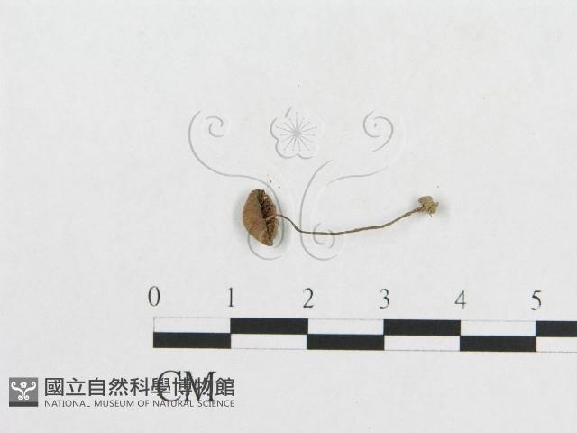 登錄號:F0008527藏品圖，第1張