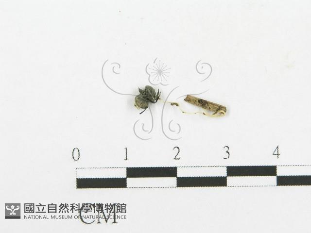 登錄號:F0020527藏品圖，第1張