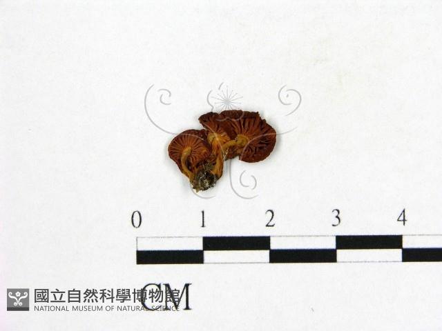 登錄號:F0000527藏品圖，第1張