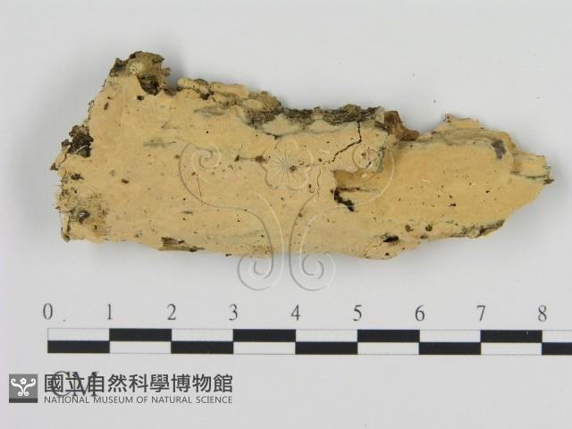 登錄號:F0010527藏品圖，第1張