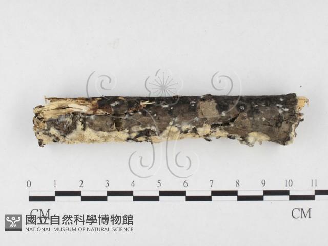 登錄號:F0026527藏品圖，第1張