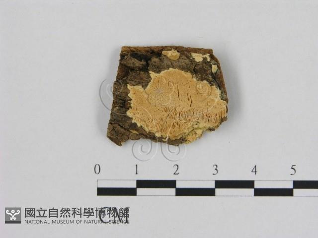 登錄號:F0006527藏品圖，第1張