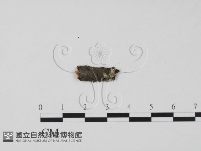 登錄號:F0011527藏品圖，第1張
