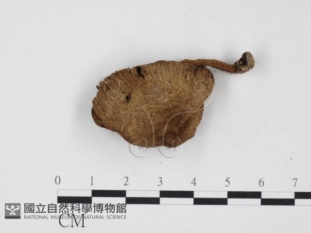登錄號:F0024527藏品圖，第1張