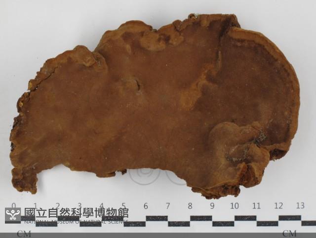 登錄號:F0034527藏品圖，第1張