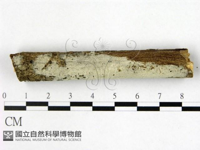 剛毛絲皮菌藏品圖，第1張