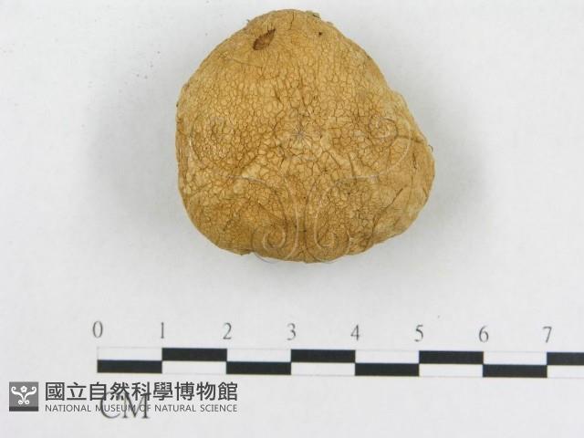 登錄號:F0012527藏品圖，第1張